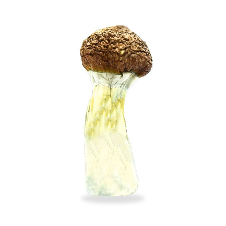 Mexican Cubensis